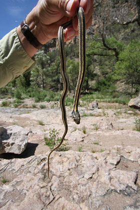 Black-necked Garter Snake Image @ Kiwifoto.com