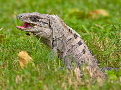 Black Spiny-tailed Iguana Image @ Kiwifoto.com