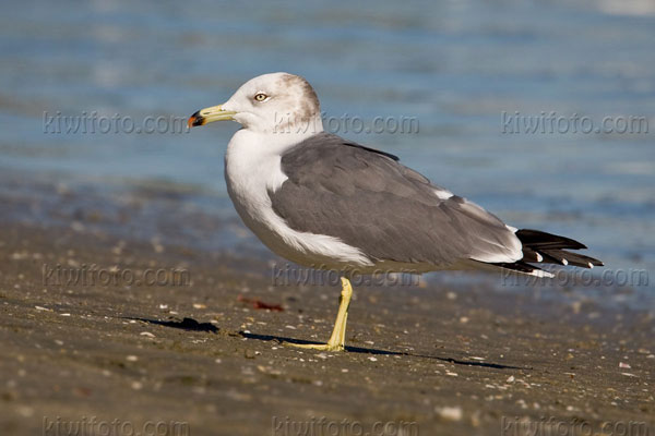Black-tailed Gull Image @ Kiwifoto.com
