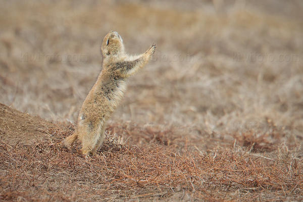 Black-tailed Prairie Dog Image @ Kiwifoto.com