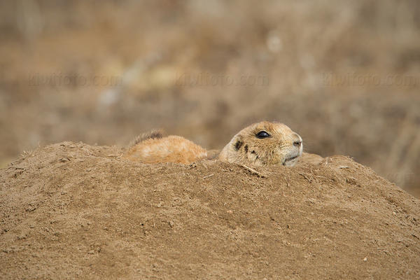 Black-tailed Prairie Dog Photo @ Kiwifoto.com