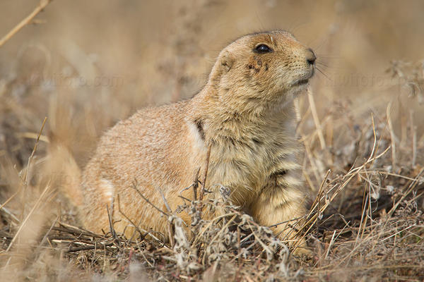 Black-tailed Prairie Dog Photo @ Kiwifoto.com
