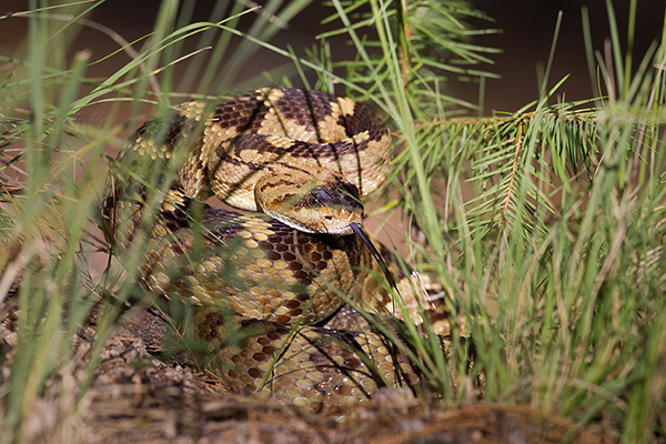 Black-tailed Rattlesnake Photo @ Kiwifoto.com
