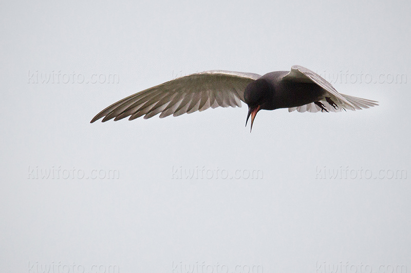 Black Tern Photo @ Kiwifoto.com