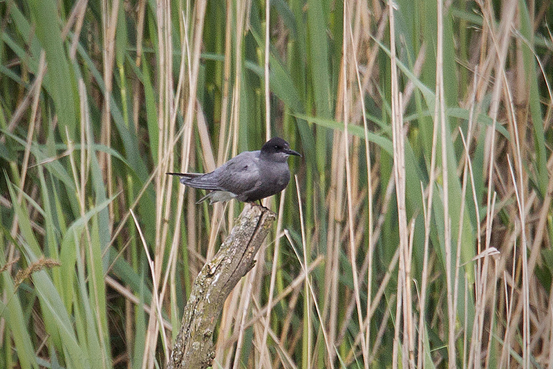 Black Tern Picture @ Kiwifoto.com