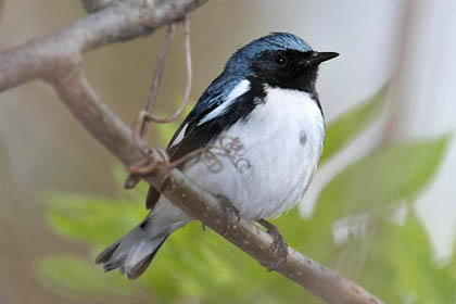 Black-throated Blue Warbler Photo @ Kiwifoto.com