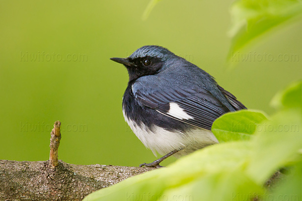Black-throated Blue Warbler Image @ Kiwifoto.com