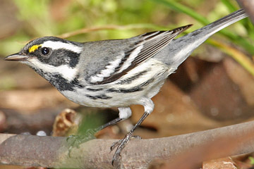 Black-throated Gray Warbler Picture @ Kiwifoto.com