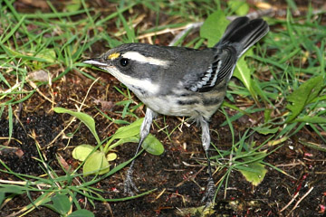 Black-throated Gray Warbler Photo @ Kiwifoto.com