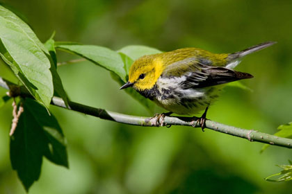 Black-throated Green Warbler Picture @ Kiwifoto.com