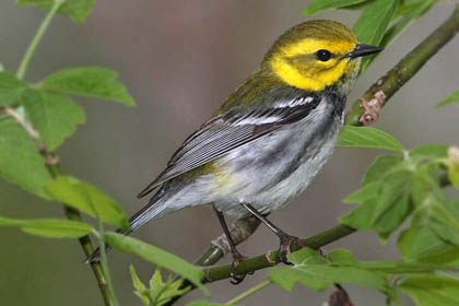 Black-throated Green Warbler Picture @ Kiwifoto.com