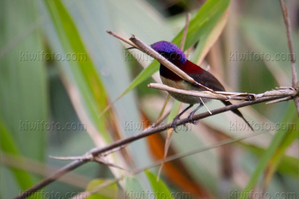 Black-throated Sunbird Photo @ Kiwifoto.com