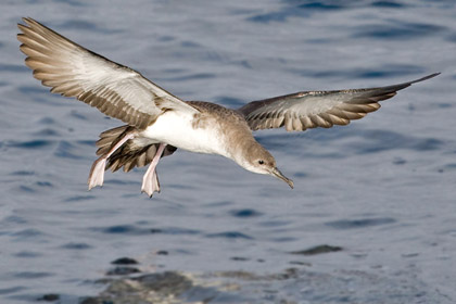 Black-vented Shearwater Picture @ Kiwifoto.com