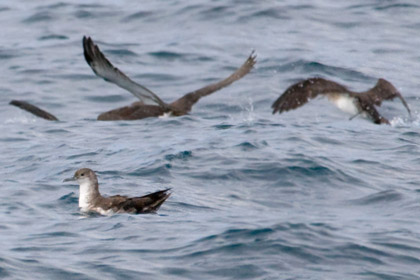 Black-vented Shearwater Picture @ Kiwifoto.com