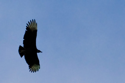 Black Vulture Photo @ Kiwifoto.com