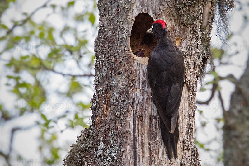 Black Woodpecker Picture @ Kiwifoto.com