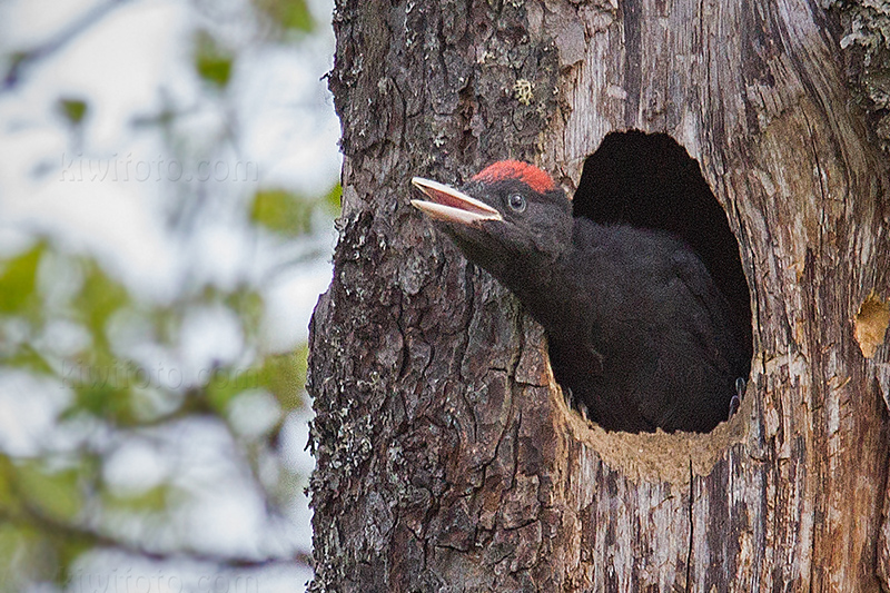 Black Woodpecker Photo @ Kiwifoto.com