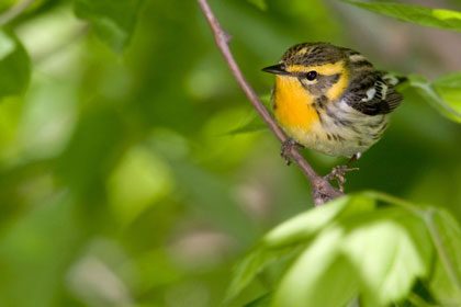 Blackburnian Warbler Picture @ Kiwifoto.com