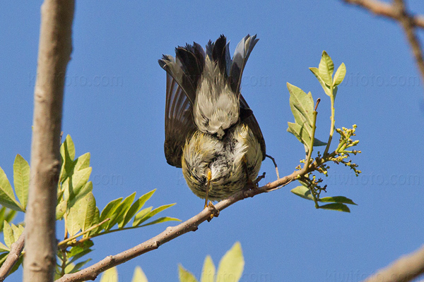 Blackpoll Warbler Picture @ Kiwifoto.com