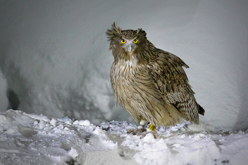 Blakiston's Fish-owl @ Washi no Yado, Rausu, Hokkaido, Japan