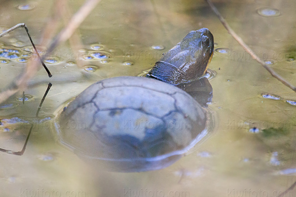 Blandings Turtle Picture @ Kiwifoto.com