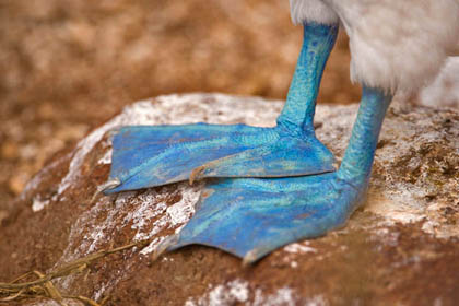 Blue-footed Booby Image @ Kiwifoto.com