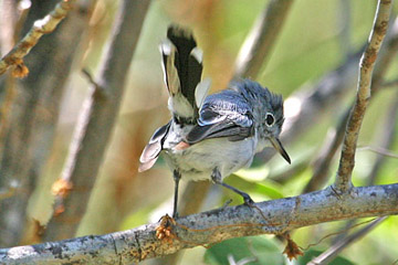 Blue-gray Gnatcatcher Picture @ Kiwifoto.com
