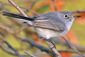 Blue-gray Gnatcatcher Photo @ Kiwifoto.com