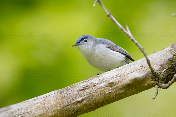 Blue-gray Gnatcatcher Picture @ Kiwifoto.com