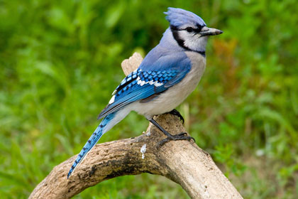 Blue Jay Picture @ Kiwifoto.com