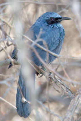 Blue Mockingbird Picture @ Kiwifoto.com