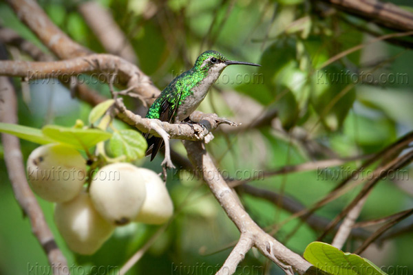 Blue-tailed Emerald Photo @ Kiwifoto.com