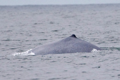 Blue Whale Picture @ Kiwifoto.com
