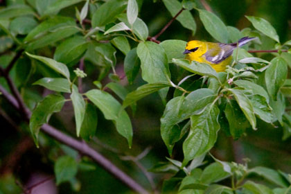 Blue-winged Warbler Picture @ Kiwifoto.com