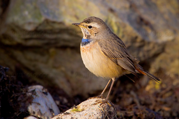 Bluethroat Image @ Kiwifoto.com