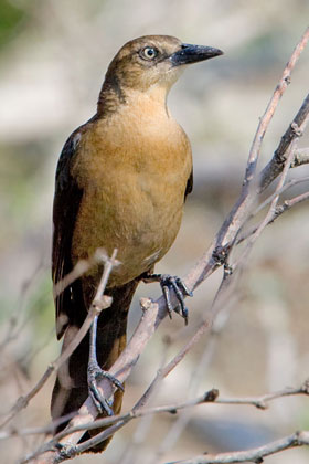 Boat-tailed Grackle Picture @ Kiwifoto.com