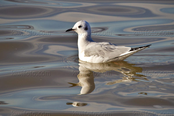 Bonaparte's Gull Picture @ Kiwifoto.com