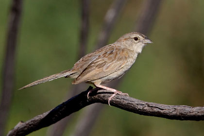 Botteri's Sparrow Image @ Kiwifoto.com