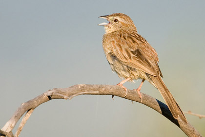 Botteri's Sparrow Photo @ Kiwifoto.com