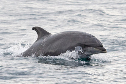 Bottlenose Dolphin Photo @ Kiwifoto.com