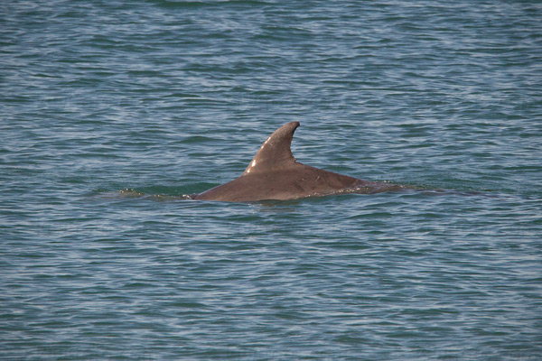 Bottlenose Dolphin Image @ Kiwifoto.com