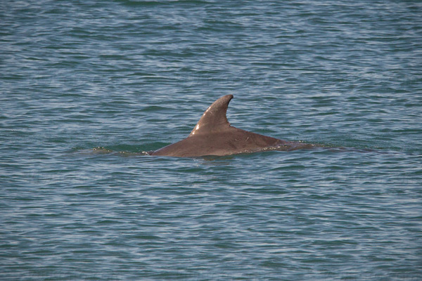 Bottlenose Dolphin