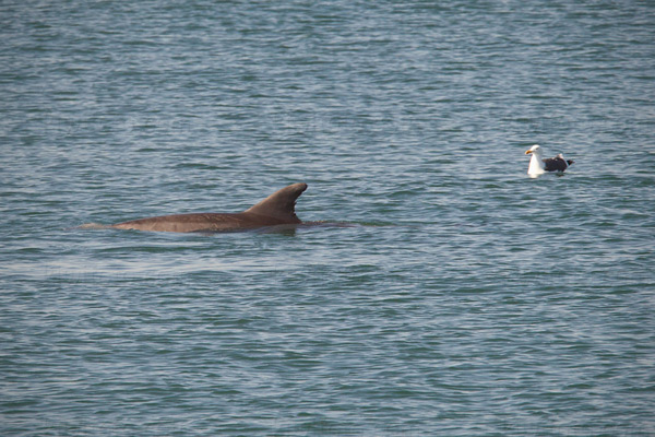 Bottlenose Dolphin