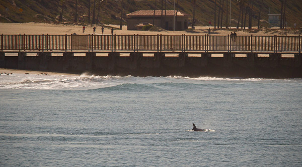 Bottlenose Dolphin Photo @ Kiwifoto.com