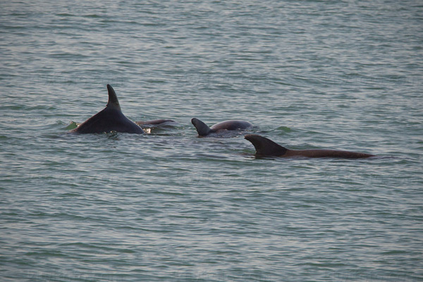 Bottlenose Dolphin