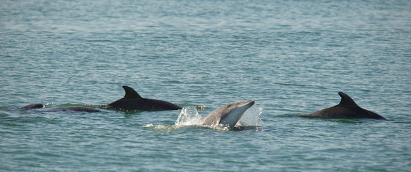 Bottlenose Dolphin Picture @ Kiwifoto.com