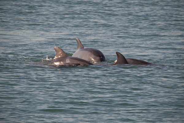 Bottlenose Dolphin Picture @ Kiwifoto.com