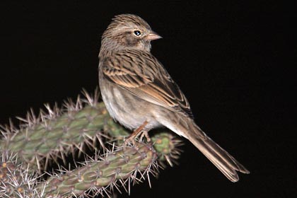 Brewer's Sparrow Picture @ Kiwifoto.com