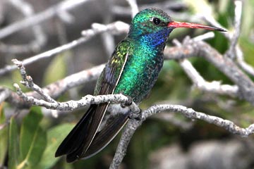 Broad-billed Hummingbird Photo @ Kiwifoto.com