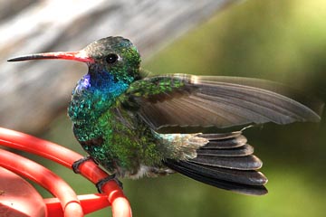 Broad-billed Hummingbird Image @ Kiwifoto.com